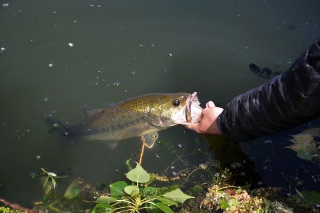 The black bass, a sport fish sought by many fishermen